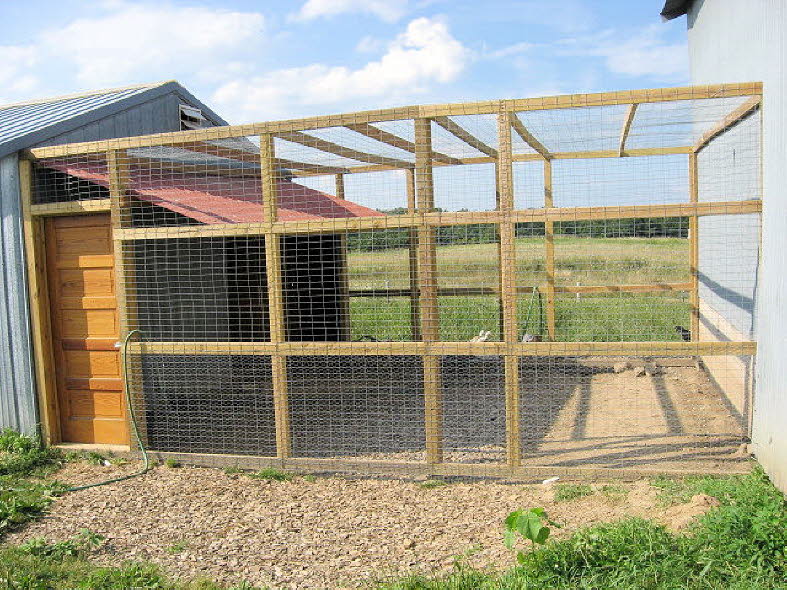 Chicken Cage