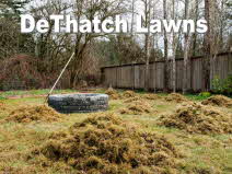 Dethatch Lawns